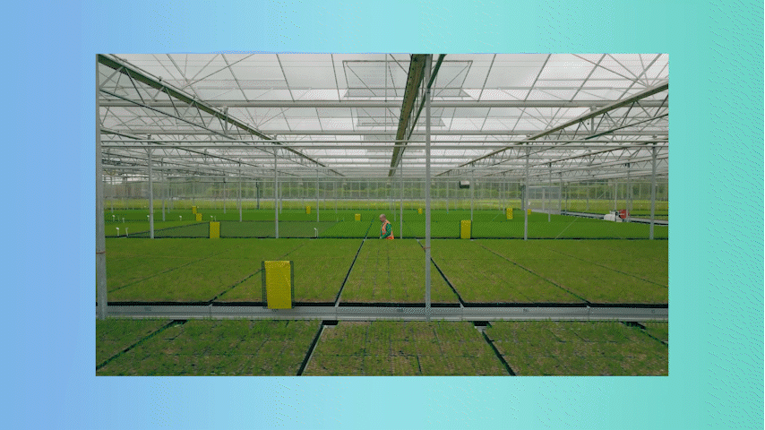 Drone shot of sapling factory at Forestry England